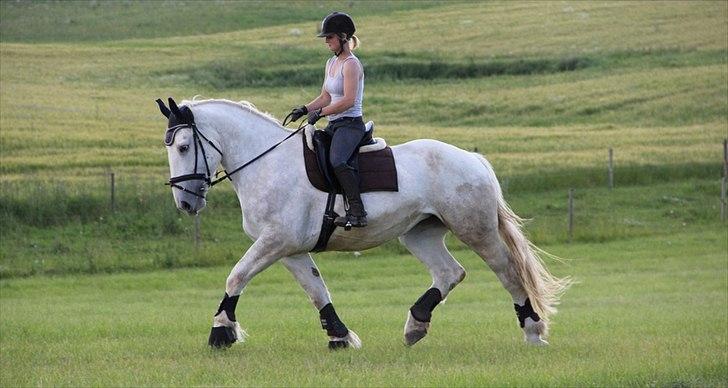 Anti-tunge koldblodsheste:D billede 44