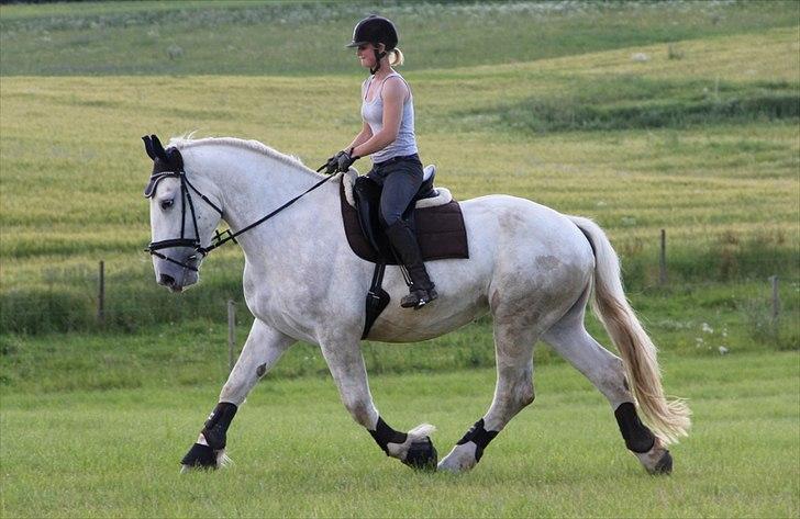 Anti-tunge koldblodsheste:D billede 1