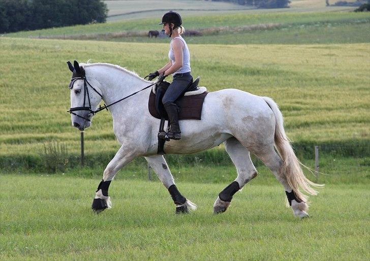 Anti-tunge koldblodsheste:D billede 45