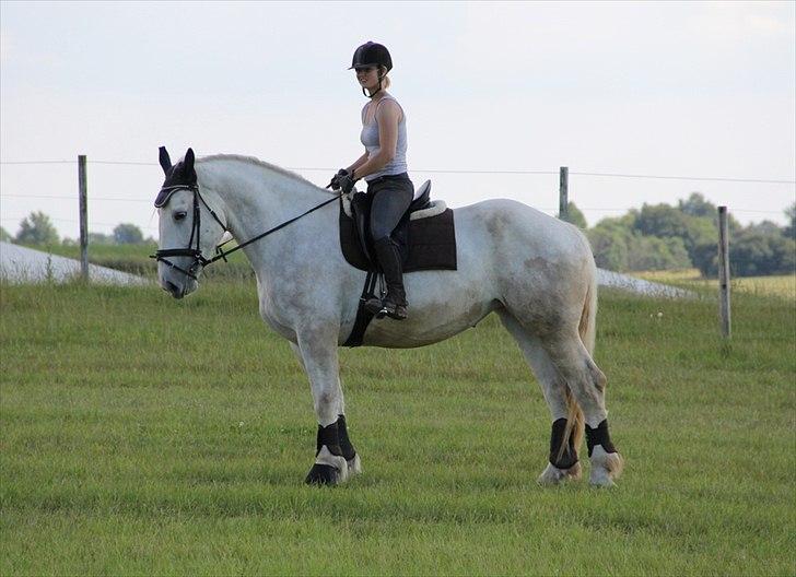 Anti-tunge koldblodsheste:D billede 46