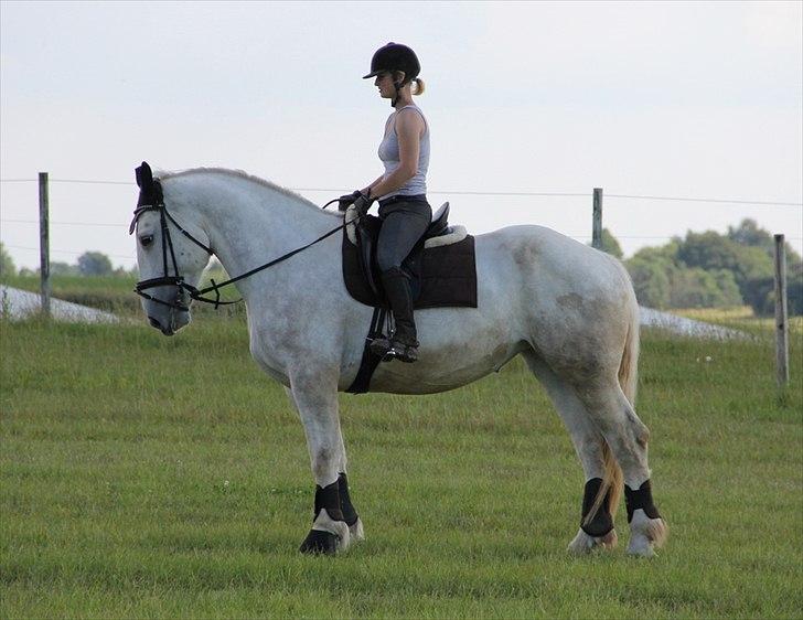 Anti-tunge koldblodsheste:D billede 47