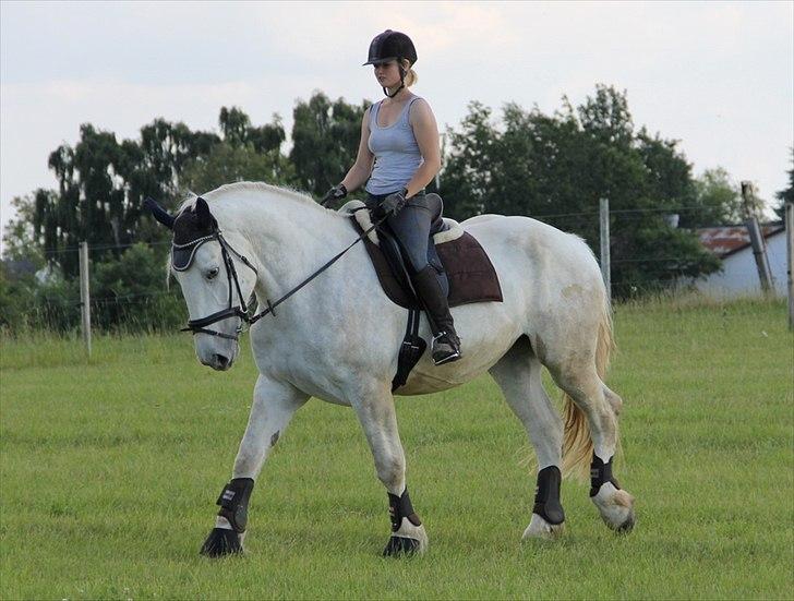 Anti-tunge koldblodsheste:D billede 48