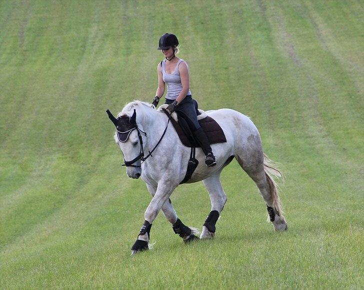 Anti-tunge koldblodsheste:D billede 49