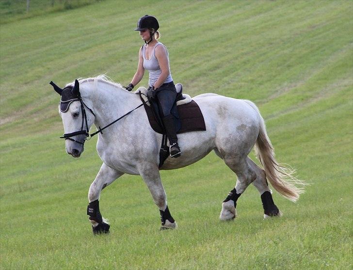 Anti-tunge koldblodsheste:D billede 50