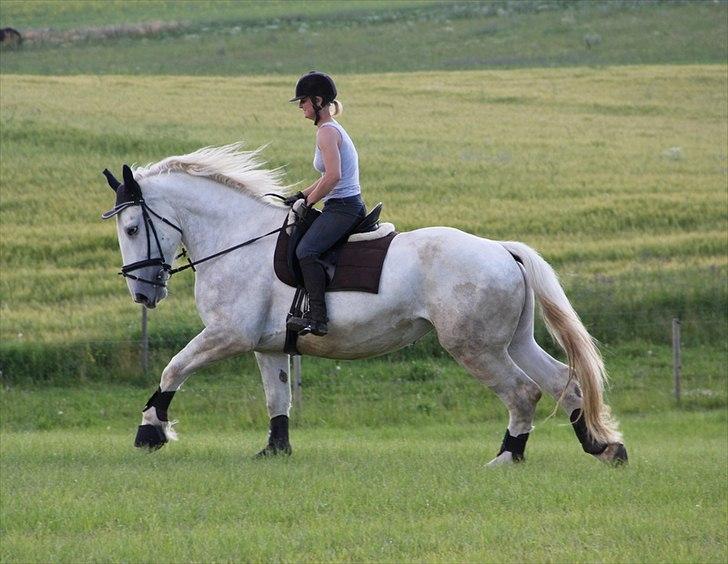 Anti-tunge koldblodsheste:D billede 51