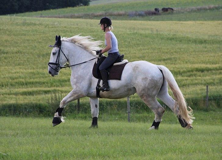 Anti-tunge koldblodsheste:D billede 52