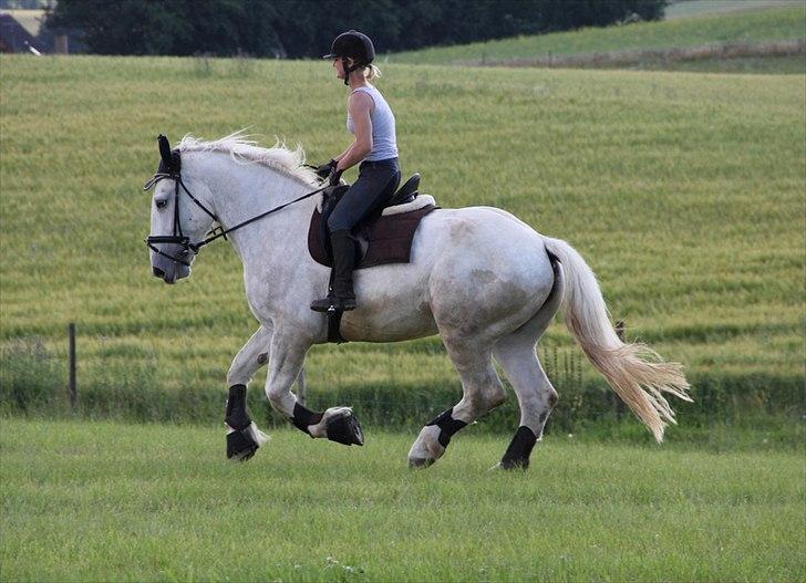 Anti-tunge koldblodsheste:D billede 53