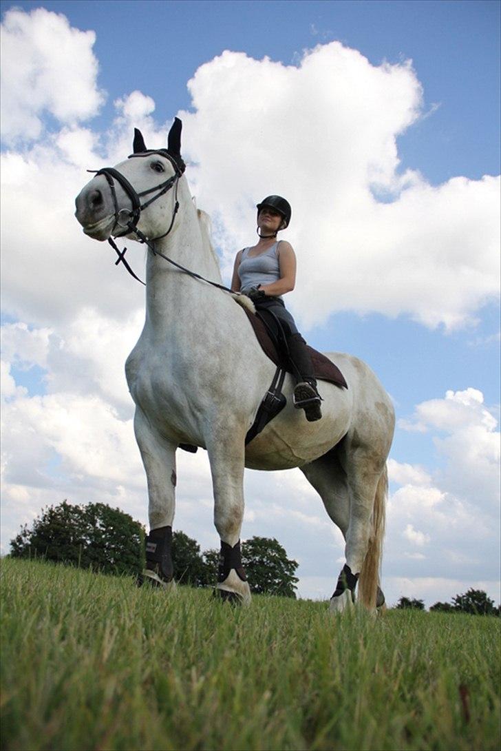 Anti-tunge koldblodsheste:D billede 57