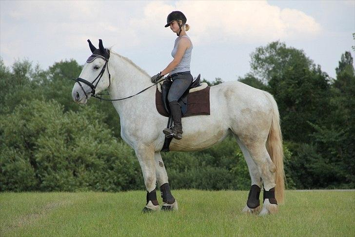 Anti-tunge koldblodsheste:D billede 58