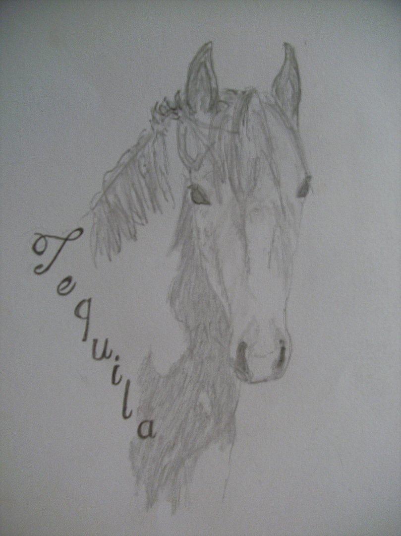 Tegninger - tequila 2010 billede 32