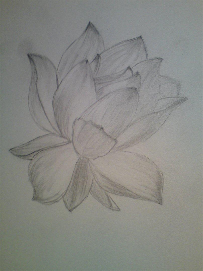 Tegninger - Lotus 2011 billede 1