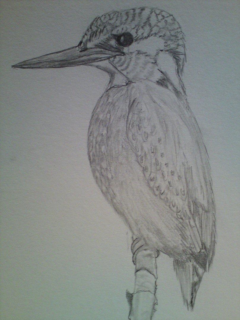 Tegninger - Isfugl 2011 billede 4