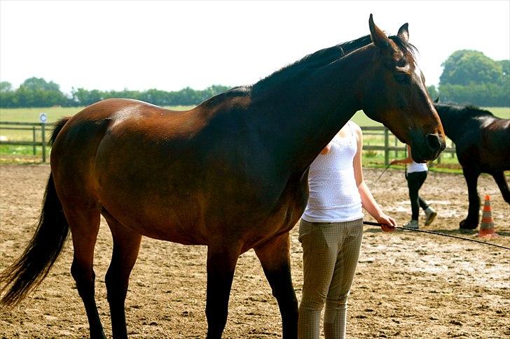 Ridelejr oppe hos Mia lykke nielsen :D billede 21