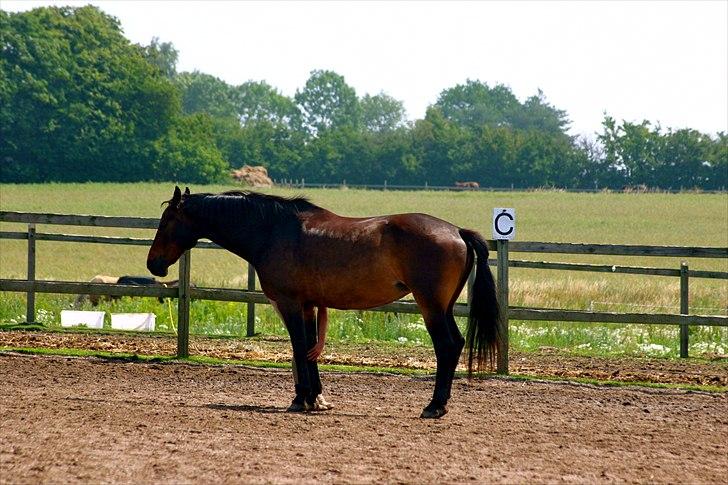 Ridelejr oppe hos Mia lykke nielsen :D billede 33