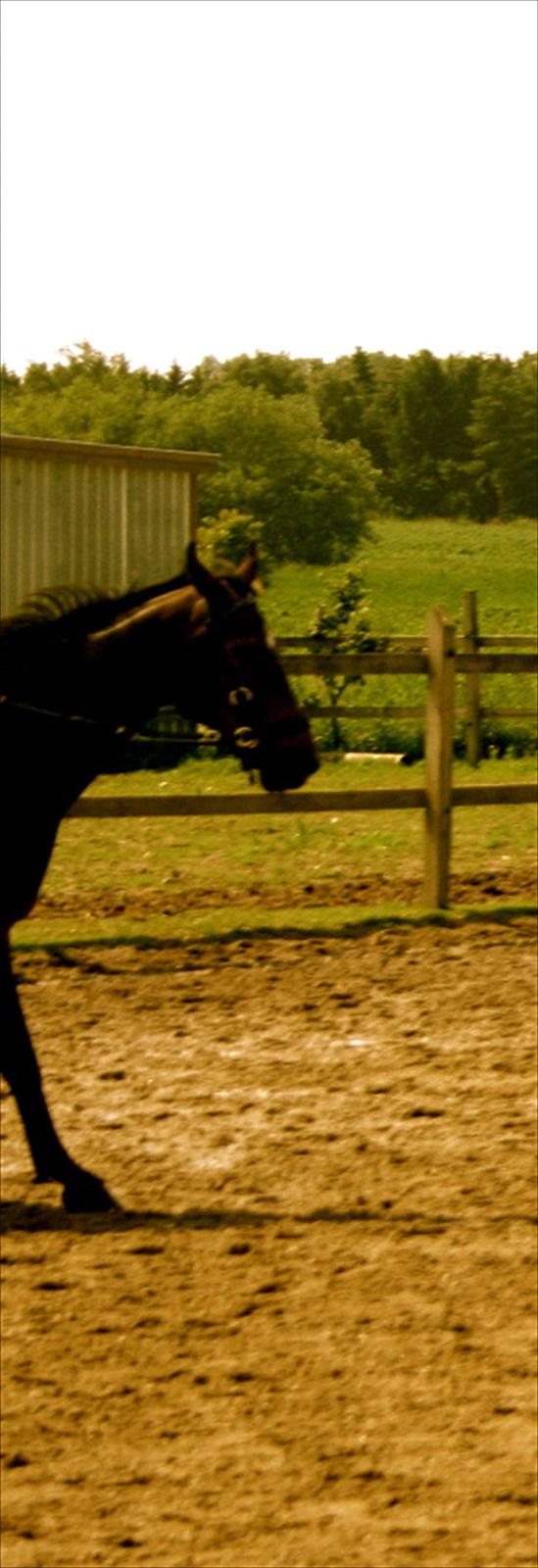 Ridelejr oppe hos Mia lykke nielsen :D billede 145