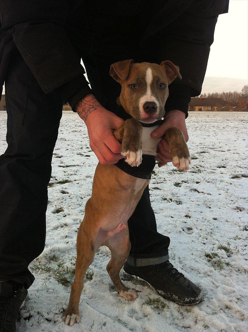 Djarco. - mig & far ude på græs plænen.. billede 8