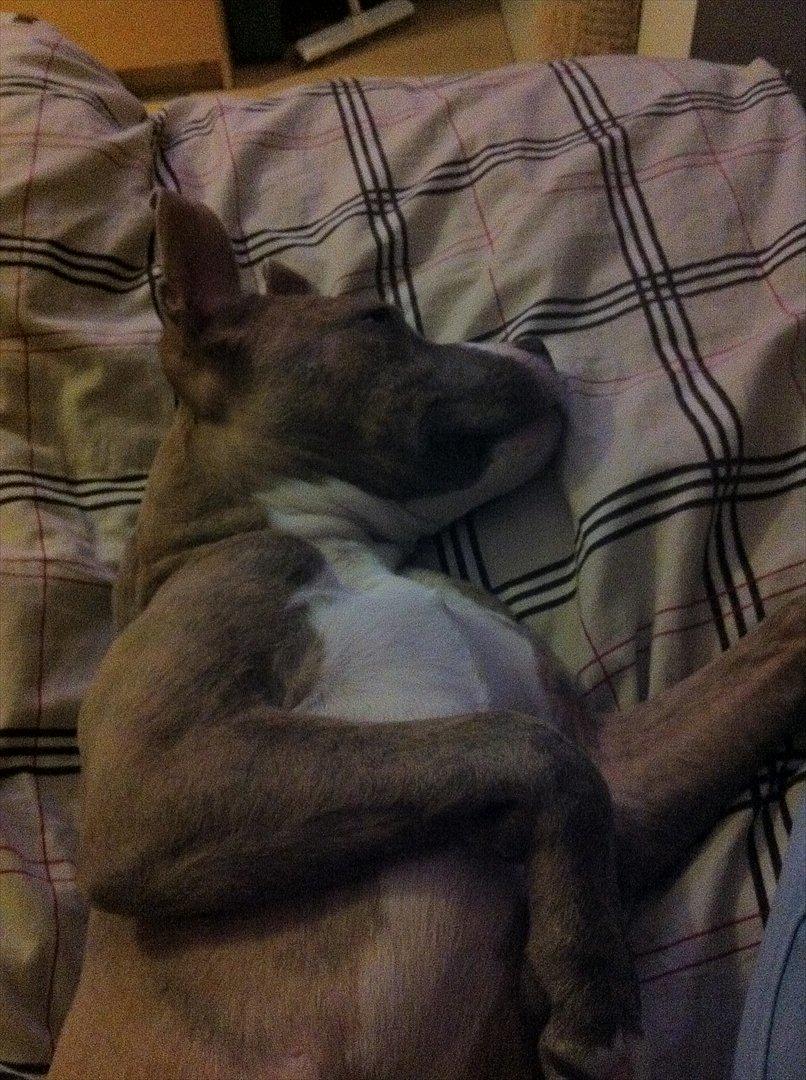 Djarco. - zzzZZzzZZZ billede 7