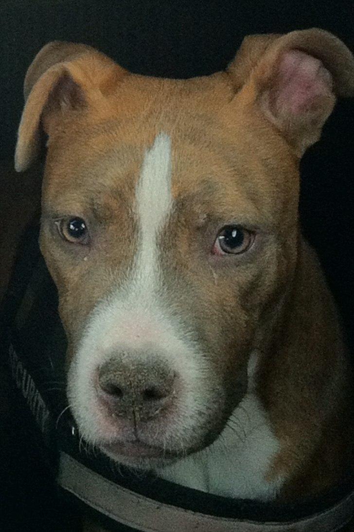 Djarco. - rigtig godt billed af mig :)
8 måneder. billede 5