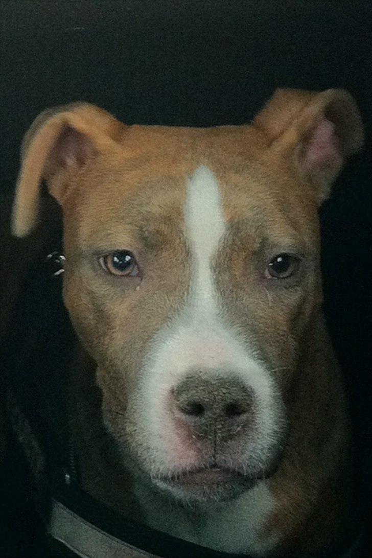 Djarco. - min lille baby er efterhånden blevet stor :)
8 måneder billede 1