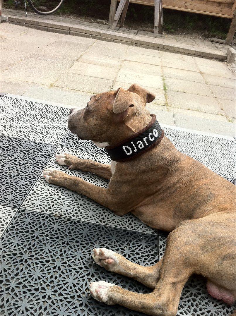 Djarco. - min nye halsbånd :) billede 3