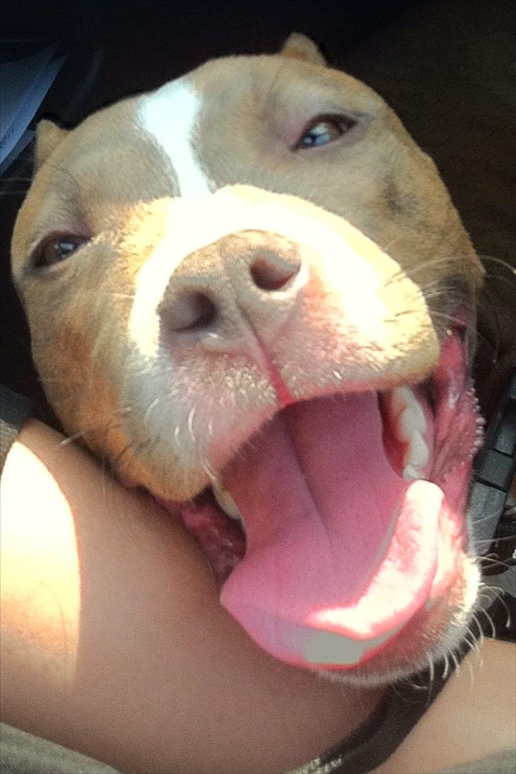 Djarco. - årh.. 
efter 1 hel dag på store heste dag.
tid til at slappe af i bilen, men det er jo såå vamt. billede 2