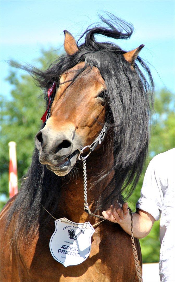 Billeder af heste - Roskilde dyreskue 2011 Nordsvensker hingst billede 5