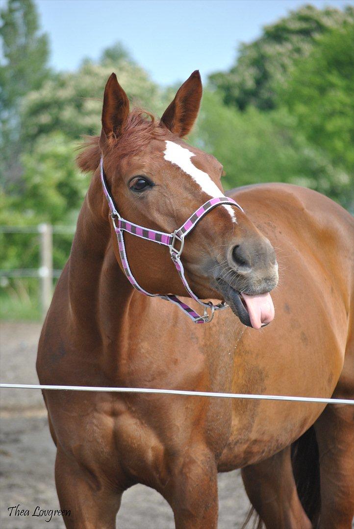 Billeder af heste - Parisesse Lauras Hest. Nyvang billede 9