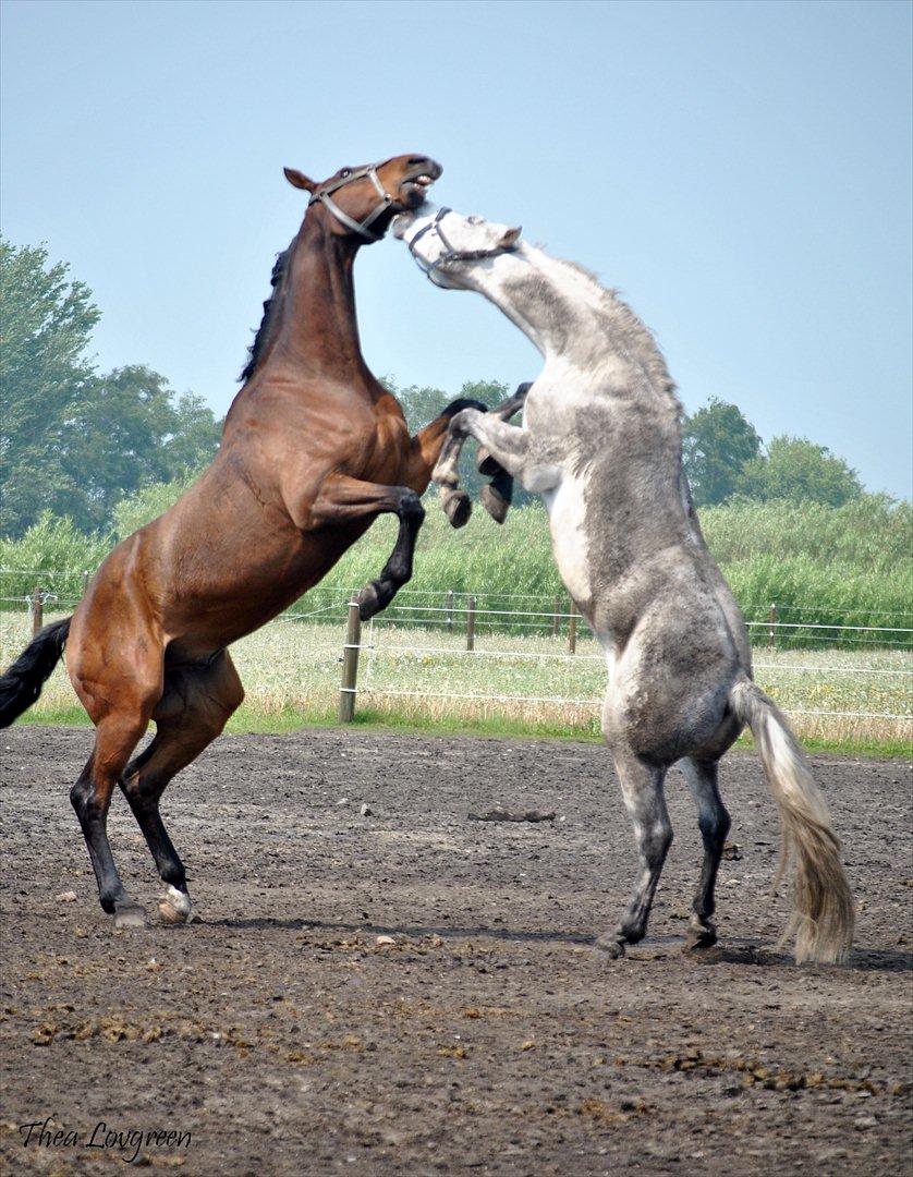 Billeder af heste - Chello og Toronto Nyvang billede 10