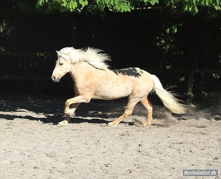 Tegninger :D   - Original billede :) - Gandur fra Leddalsgården  billede 295