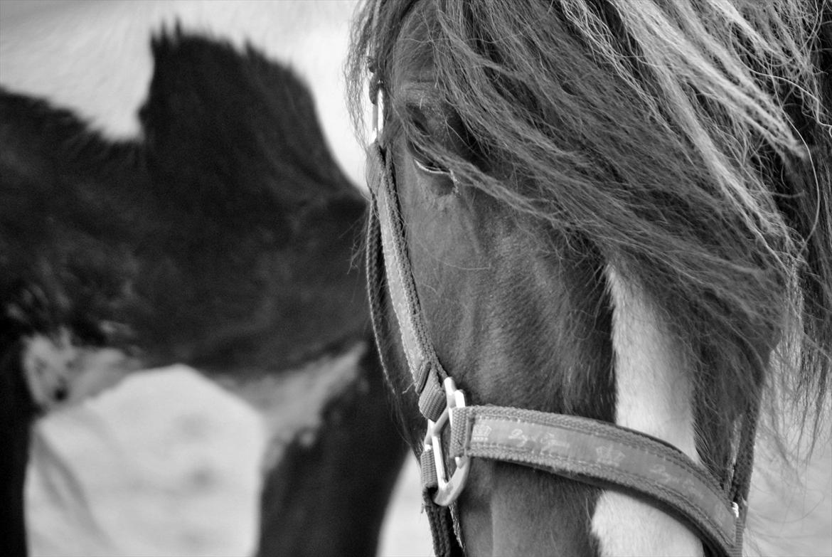 Billeder af heste - Harmonie
 billede 18