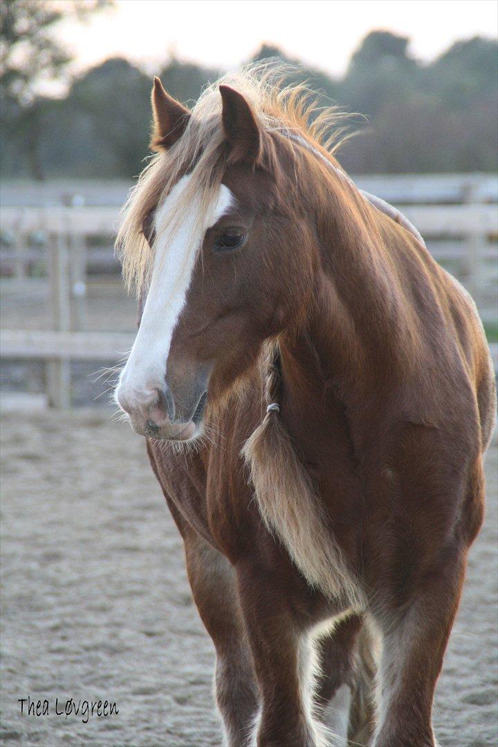 Billeder af heste - Taget med mit Canon 1000 d. Et af mine yndlings billeder af hende :) billede 22