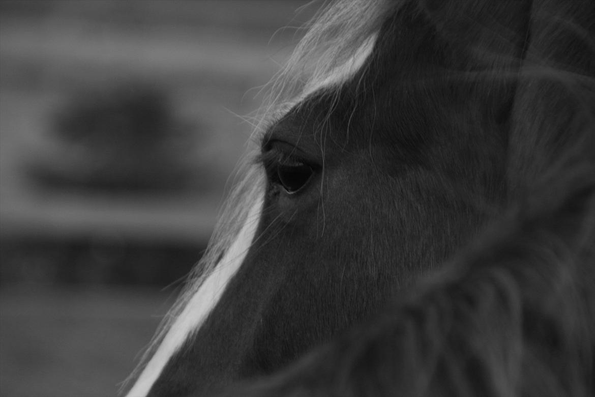 Billeder af heste - Taget med mit Canon 1000 d billede 23