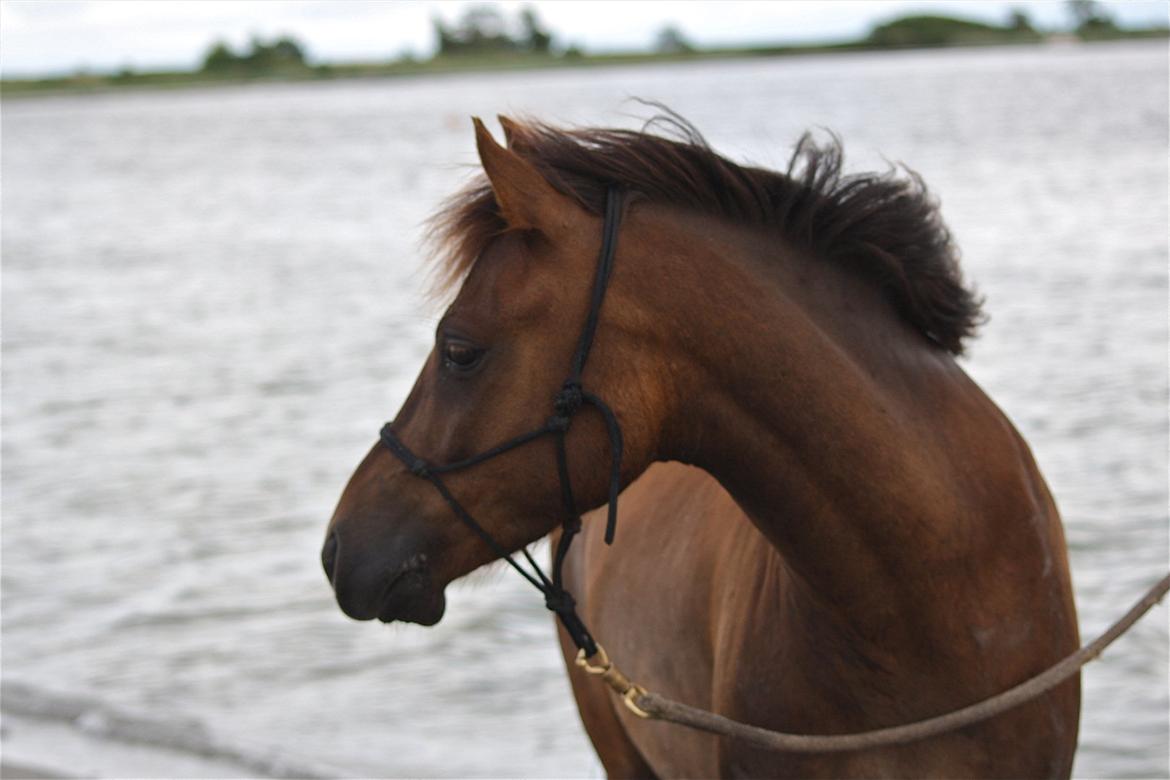 Pyt i Paradis  billede 9