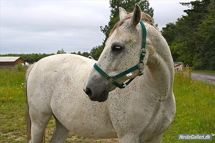 Tegninger :D   - Original billede :) - Geovanni billede 293