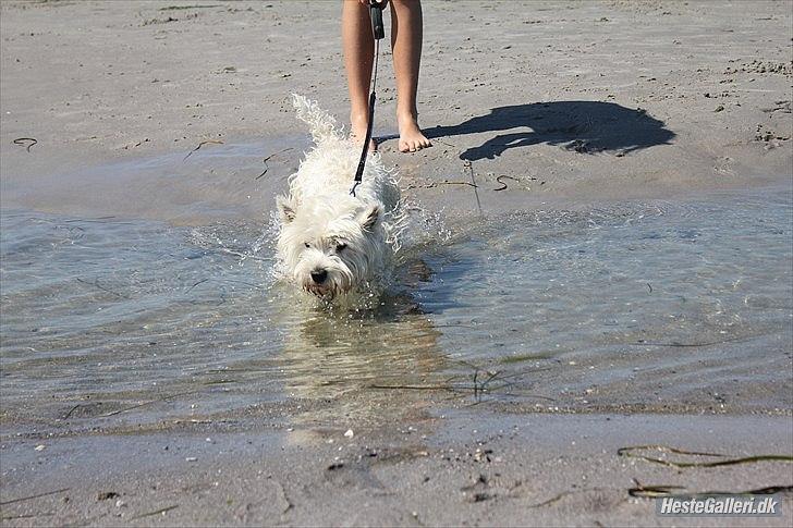 Tegninger :D   - Original billede :) - Valde billede 291