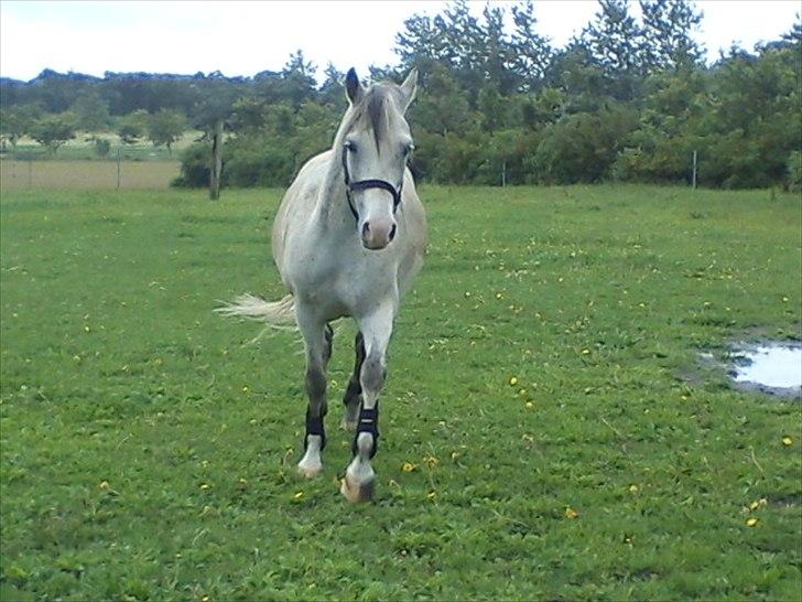 Widoz i alt hvad det indebære:-)  billede 19