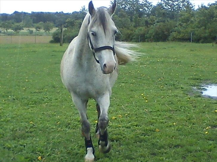 Widoz i alt hvad det indebære:-)  billede 20