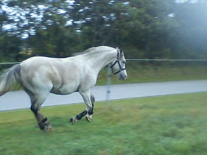 Widoz i alt hvad det indebære:-)  billede 23