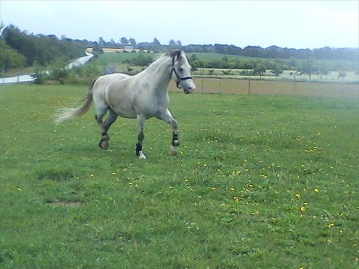 Widoz i alt hvad det indebære:-)  billede 24