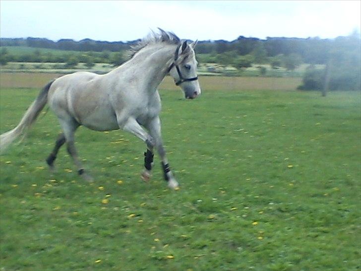 Widoz i alt hvad det indebære:-)  billede 25