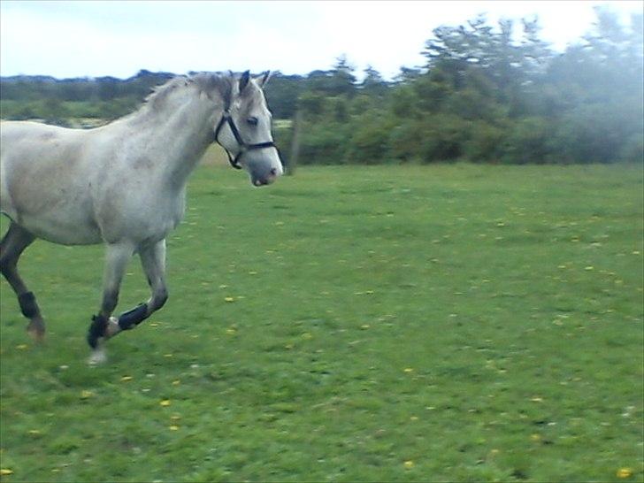 Widoz i alt hvad det indebære:-)  billede 26