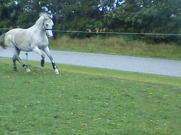 Widoz i alt hvad det indebære:-)  billede 27