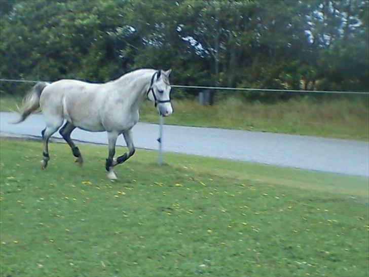Widoz i alt hvad det indebære:-)  billede 28