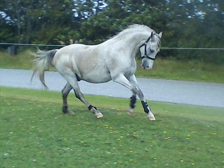 Widoz i alt hvad det indebære:-)  billede 29