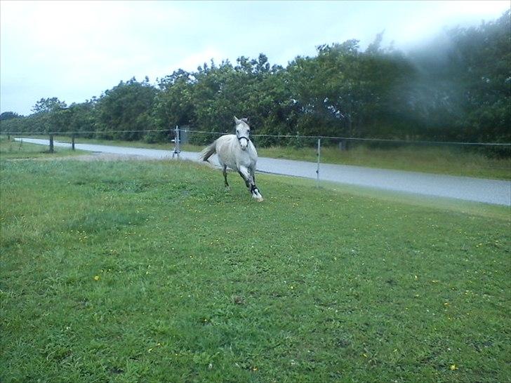 Widoz i alt hvad det indebære:-)  billede 31