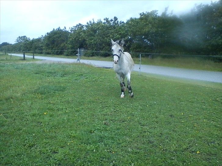 Widoz i alt hvad det indebære:-)  billede 33