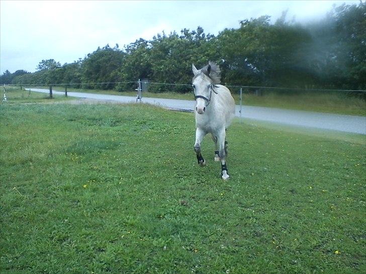 Widoz i alt hvad det indebære:-)  billede 34