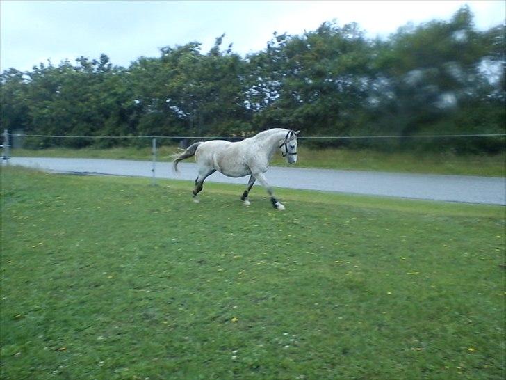 Widoz i alt hvad det indebære:-)  billede 35