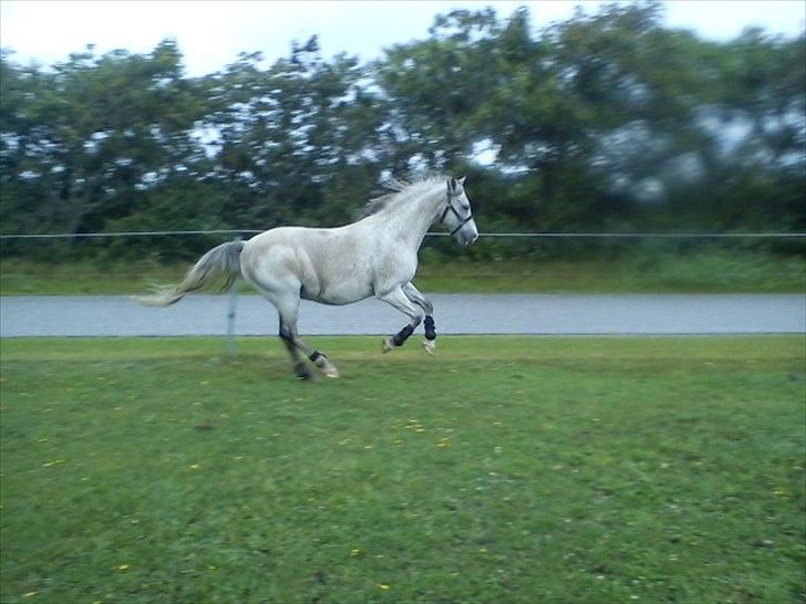 Widoz i alt hvad det indebære:-)  billede 36