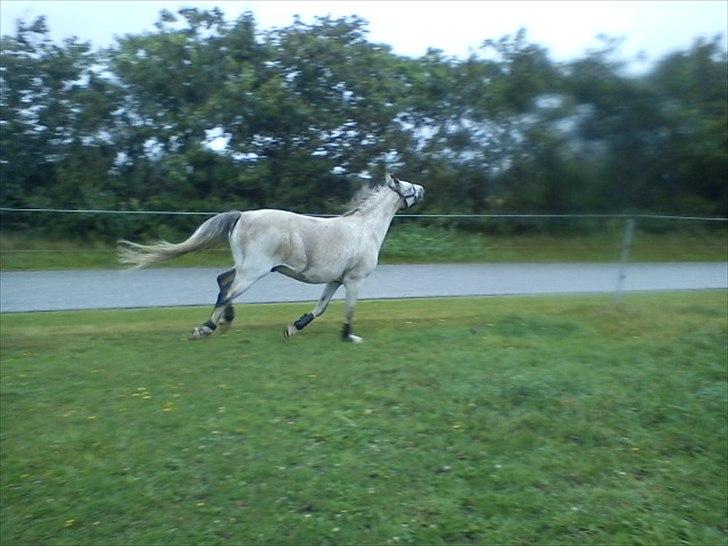 Widoz i alt hvad det indebære:-)  billede 37